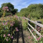 Photo taken looking down a wooden bridge / boardwalk over a soggy area. Non-native Himalayan Balsam is in flower and billowing onto the bridge.