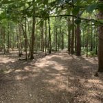 Photo looking through pine and Sweet Chestnut trees. Shadows create patterns on the path.