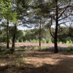 Photo looking from the shade of pine trees out to open heath.