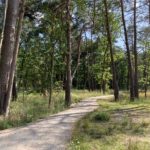 Photo of a well-constructed surfaced path through pine trees.