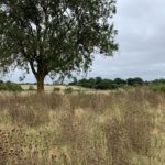 Photo taken on a dull day, looking across the fields past a large Ash tree.