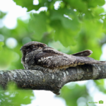 Photo of mottled bown bird sitting quietly on a branch. By Mark leitch.