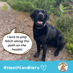 Black labrador says "I love to play fetch along the path on the heath"