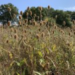 A photograph of an attraction group of Teasle heads. Great for wildlife like Goldfinches.