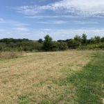 Photo taken in late summer. Shows a meadow that has been cut for hay. Lots of young shrubs either side of a gravel path.