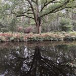 Photo of an oak tree reflected in the Basingstoke Canal.