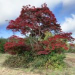 Autumnal photo of a small tree with multiple stems, its rather sparce leaves have turned a beautiful deep red.