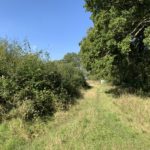 Photo of a rough path through long grass, with scrubby bushes on one side and tall Oak trees on the other.