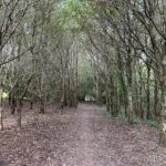 Photo of a rough path under an avenue of leafless trees.