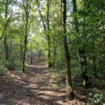 Atrractive photo of a path through woodland. Dappled sunlight has made attractive patterns on the ground.