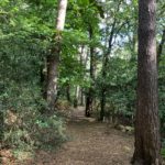 Photo of a path between tall pine trees.