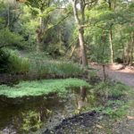 Photo of a rather muddy looking pond, with thick vegetation at its far side. Woodland all around.