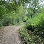 Photo of a woodland scene. A rough path divides, splitting off into different areas.