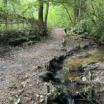 Photo shows a small stream tumbling down through tree roots. It's right beside a woodland path and you can see the start of a boardwalk in the distance.