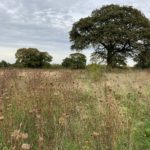 Autumnal photo with the meadows full of dry seed heads after the wild flowers have faded.