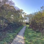 Photo of a surfaced path passing through a young wooded area with trees in autumn leaf