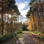 Photo of a tree lined path, with autumn coloured leaves backlit by the sun