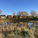 Photo of a pond in a grass setting with trees and houses in the background